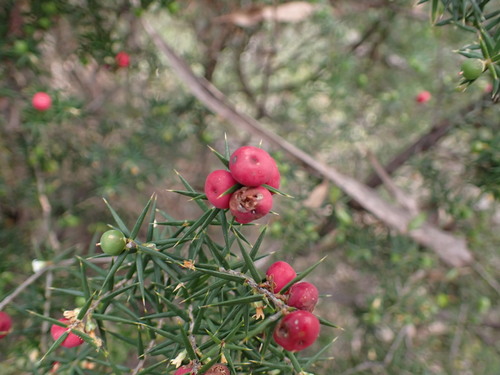 Image of Leptecophylla oxycedrus by (c) ttsquid, some rights reserved (CC BY)