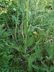 Pseudopodospermum strictum