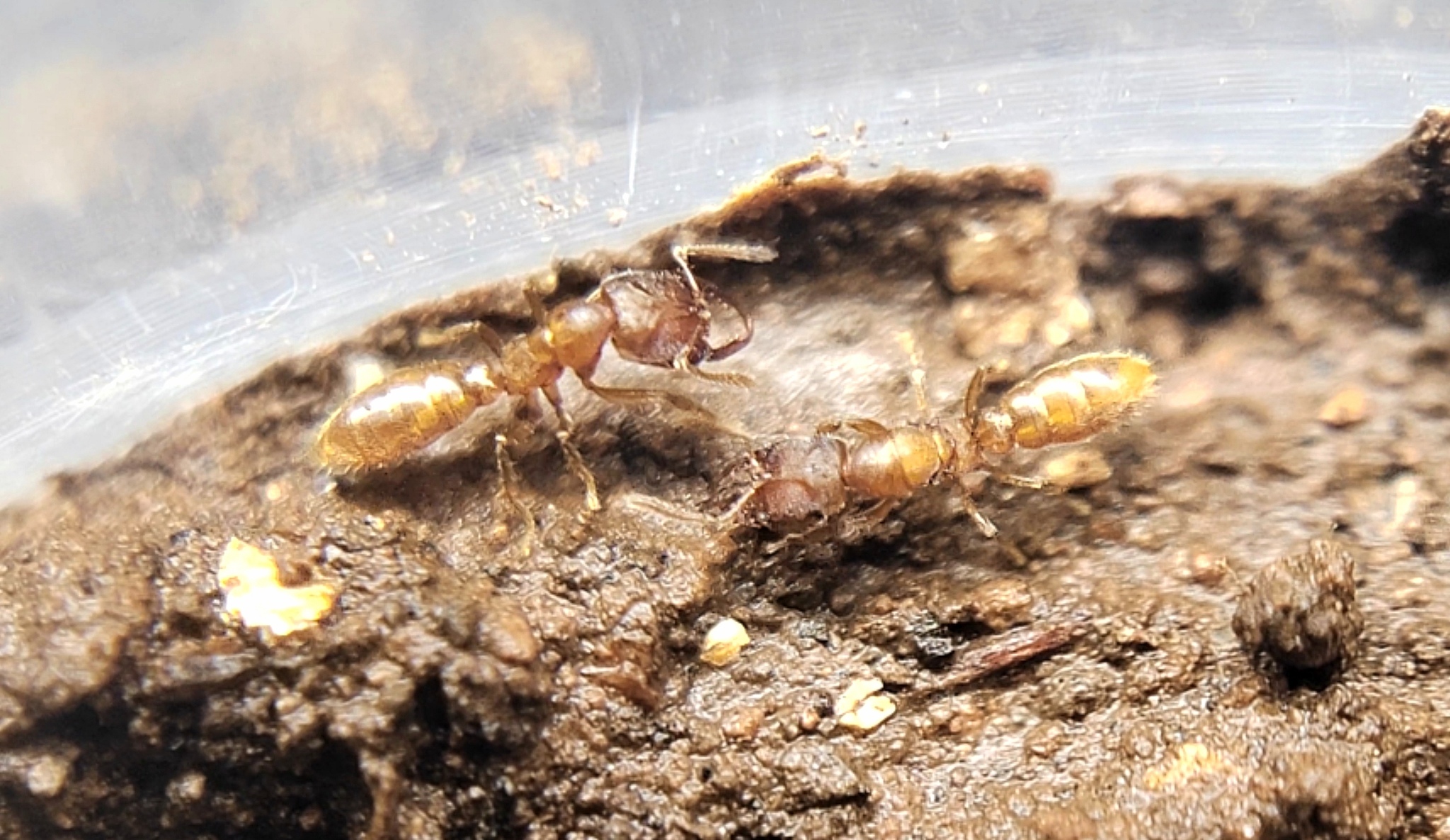 Stigmatomma crypticum