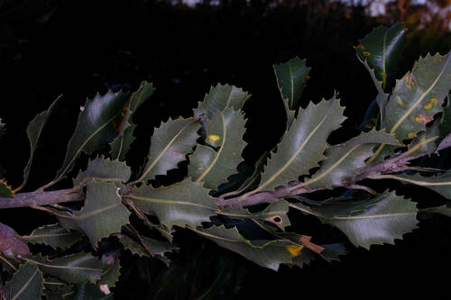 Image of Banksia lemanniana by (c) Peter Crowcroft, some rights reserved (CC BY)
