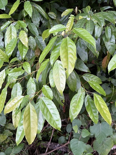 Elaeocarpus culminicola observed 2024-10-15