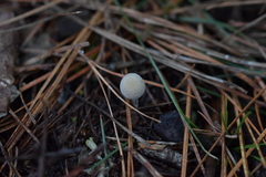 Tympanella galanthina