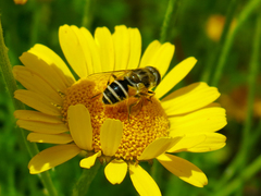 Eristalis arbustorum