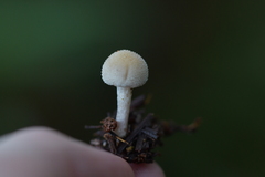 Tympanella galanthina