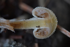 Tympanella galanthina