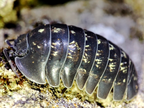 Armadillidium marinensium photographed in San Marino