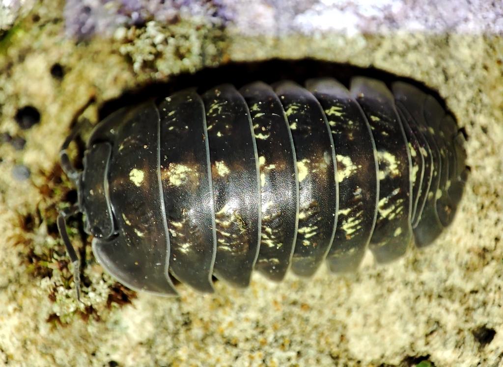 Armadillidium marinensium