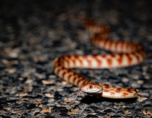 Brown Tree Snake sighting