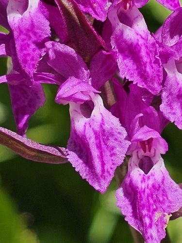 Black Sea Marsh Orchid