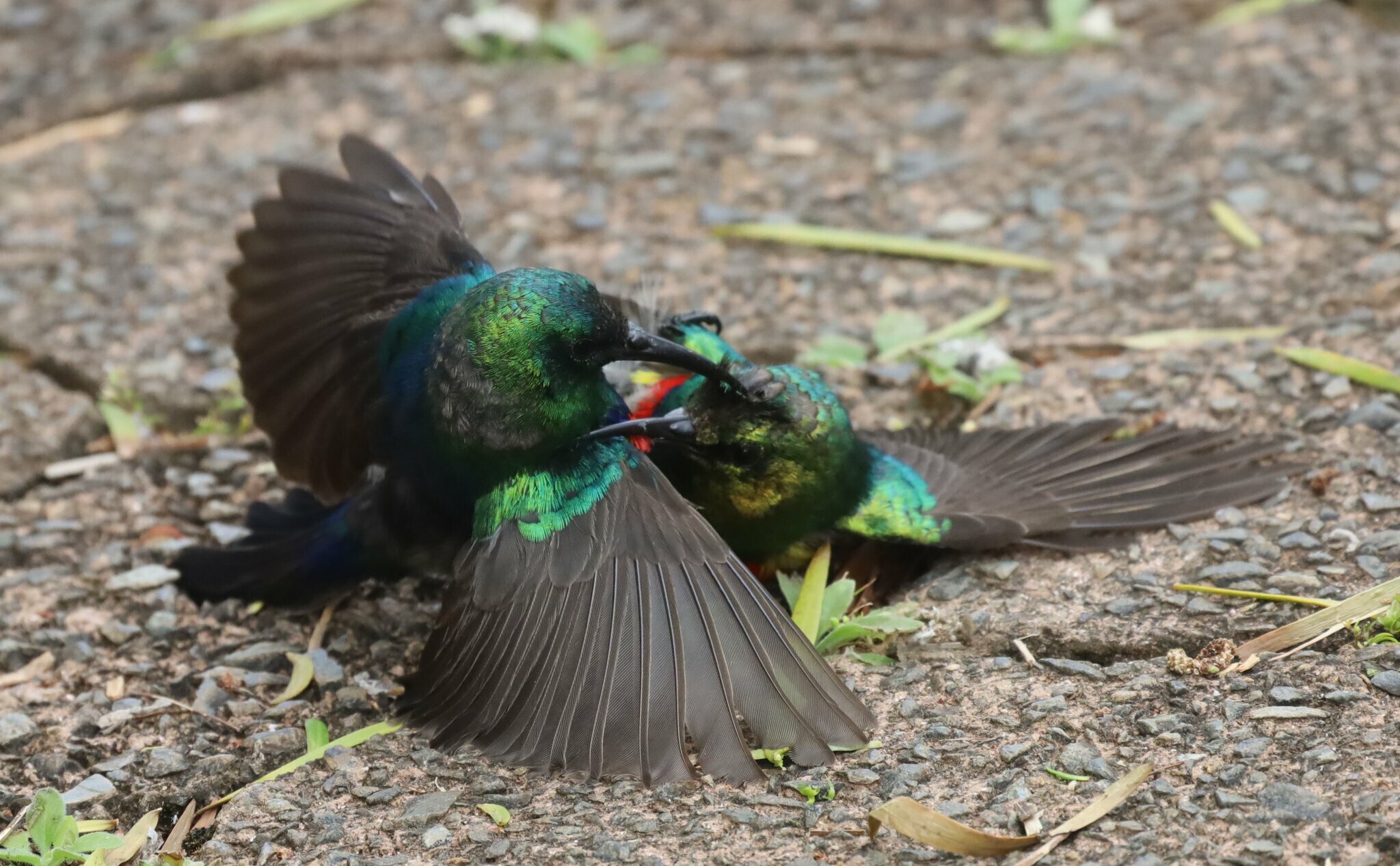 Southern Double-collared Sunbird (Cinnyris chalybeus)