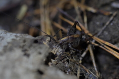 Pleioplectron hudsoni