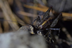 Pleioplectron hudsoni