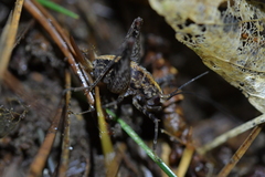 Pleioplectron hudsoni