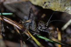 Pleioplectron hudsoni