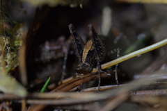 Pleioplectron hudsoni