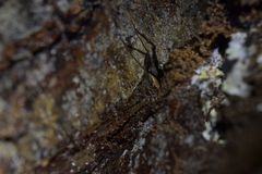 Pleioplectron hudsoni