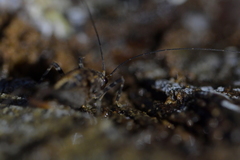 Pleioplectron hudsoni