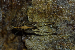 Pleioplectron hudsoni