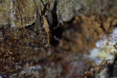 Pleioplectron hudsoni