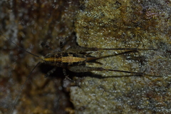 Pleioplectron hudsoni