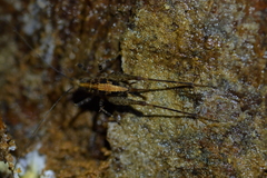 Pleioplectron hudsoni