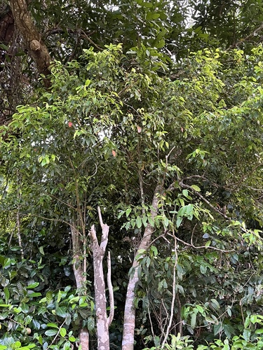 Elaeocarpus culminicola observed 2024-10-15