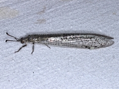 Escura australis