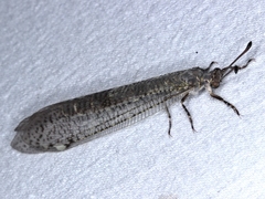 Escura australis