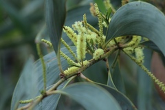 Acacia crassicarpa