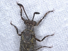Escura australis
