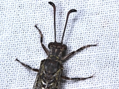 Escura australis