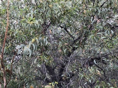 Acacia crassicarpa