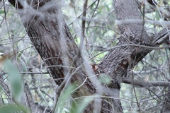Acacia crassicarpa