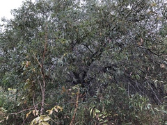 Acacia crassicarpa