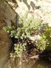 Thalictrum petaloideum