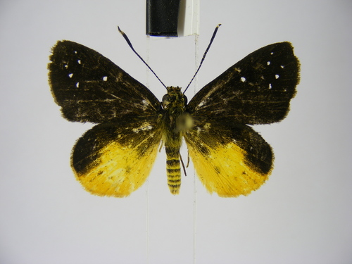 Holland’s Forest Sylph