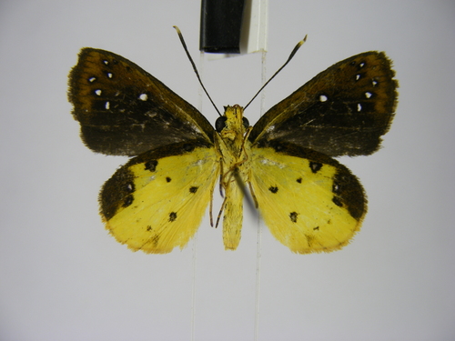 Holland’s Forest Sylph