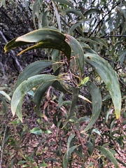 Acacia crassicarpa