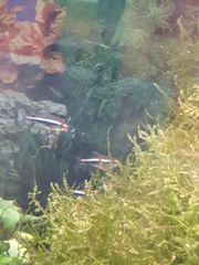 Hyphessobrycon herbertaxelrodi