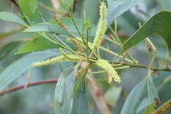 Acacia crassicarpa