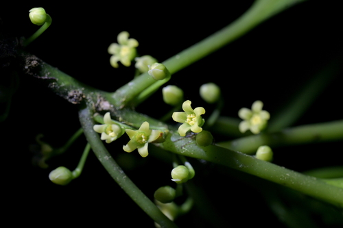Image of Melicytus macrophyllus by (c) Christopher Stephens, some rights reserved (CC BY-SA)