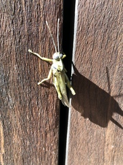 Abisares viridipennis