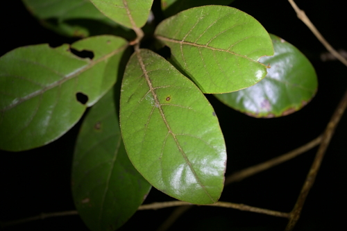Image of Beilschmiedia tarairi by (c) Christopher Stephens, some rights reserved (CC BY-SA)
