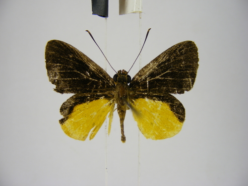 Holland’s Forest Sylph