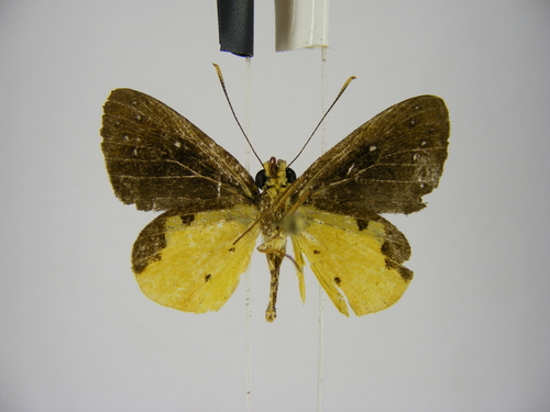 Holland’s Forest Sylph