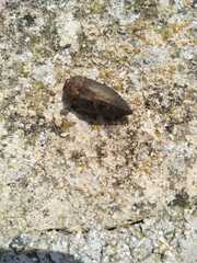 Dicercini