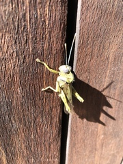 Abisares viridipennis