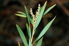 Leucopogon australis
