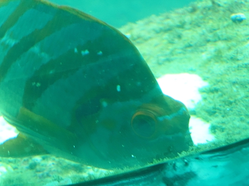 Spottedtail morwong (Cheilodactylus zonatus) — Cheilodactylidae — 5