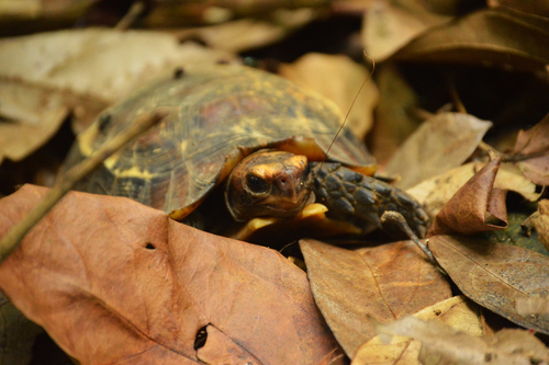 Eroded Hingeback Tortoise